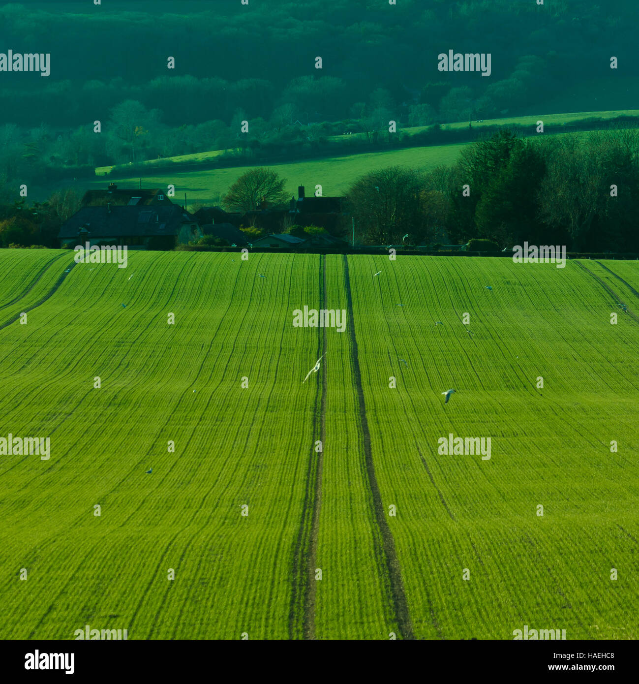 Blick über die Felder der englischen Landschaft Stockfoto