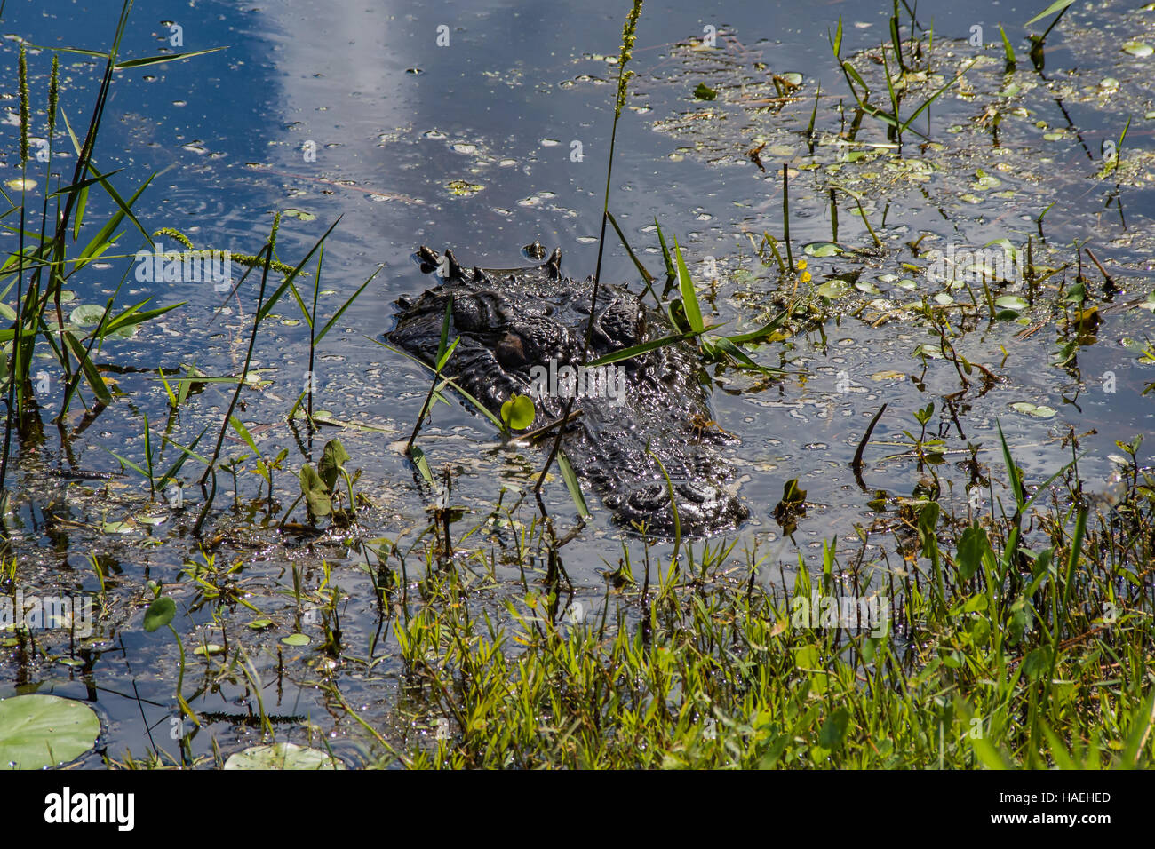 Alligator in der Nähe der Küste in Okefenokee Swamp park Stockfoto