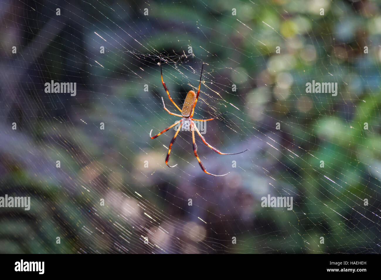 Eine golden Silk Orb-Weaver-Spinne sitzt im Netz im Okefenokee Swamp Park Stockfoto