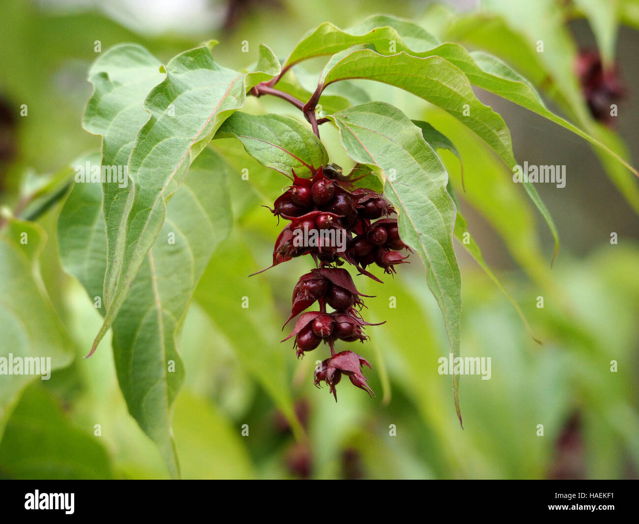 dunklen Wein rot Herbst Früchte der Himalayan Honeysuckle (Leycesteria Formosa) auf Zweig der langen grünen Blätter mit prominenten Venen Stockfoto