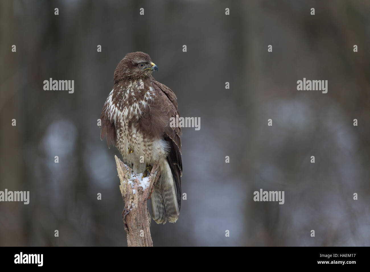 Mäusebussard, Mäuse-Bussard, Bussard Buteo Buteo, Mäusebussard, La Buse variable Stockfoto