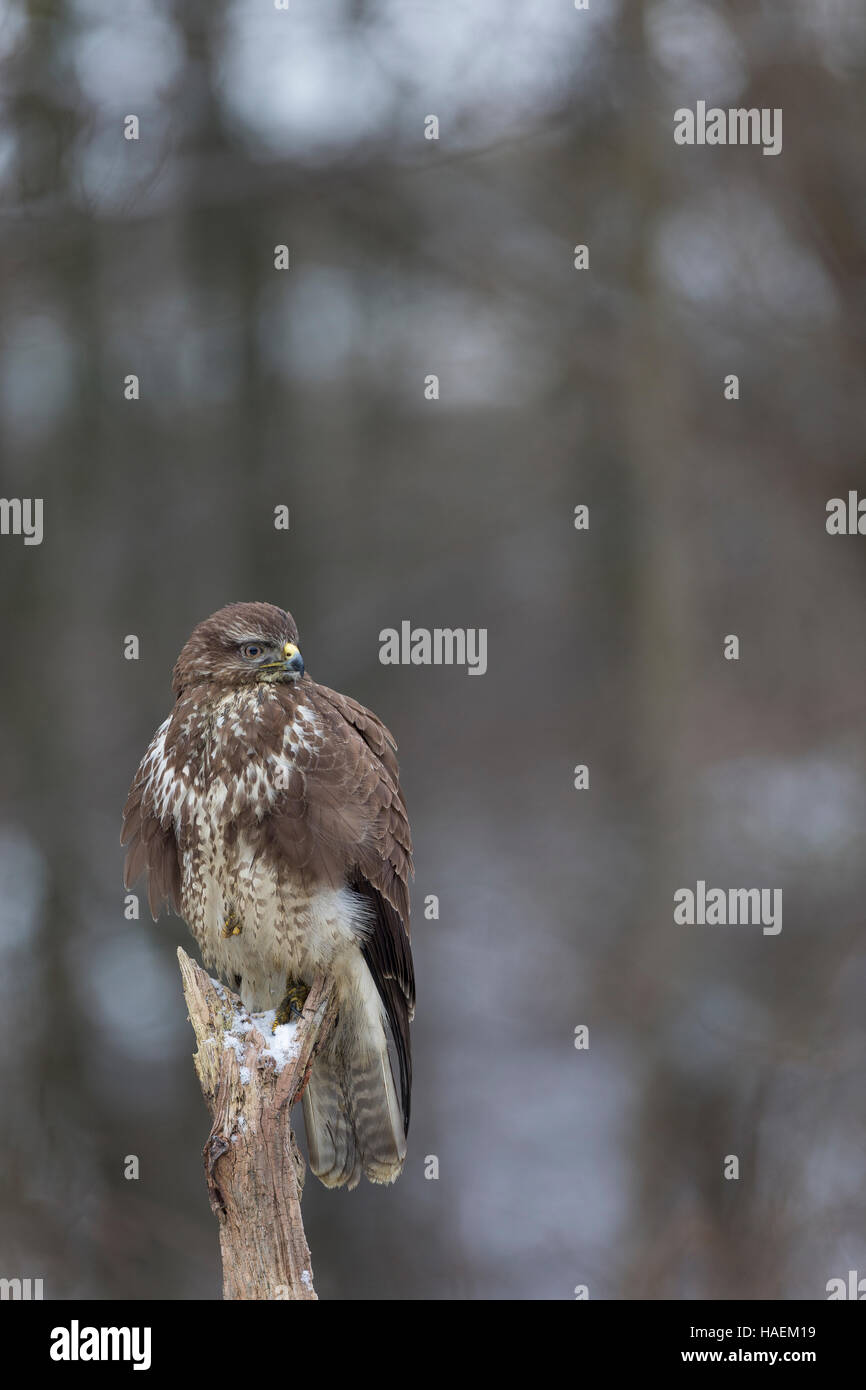 Mäusebussard, Mäuse-Bussard, Bussard Buteo Buteo, Mäusebussard, La Buse variable Stockfoto