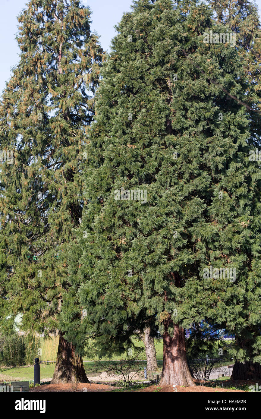 Mammutbaum, Riesen-Mammutbaum, Riesenmammutbaum, Berg-Mammutbaum, Wellingtonie Sequoiadendron Giganteum, Wellingtonia Giganteum, Mammutbaum, Riesen Stockfoto