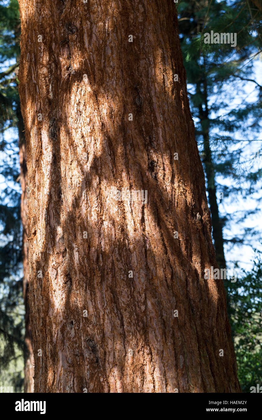 Mammutbaum, Riesen-Mammutbaum, Riesenmammutbaum, Berg-Mammutbaum, Wellingtonie, Rinde, Borke, Stamm, Sequoiadendron Giganteum, Wellingtonia Giganteum Stockfoto