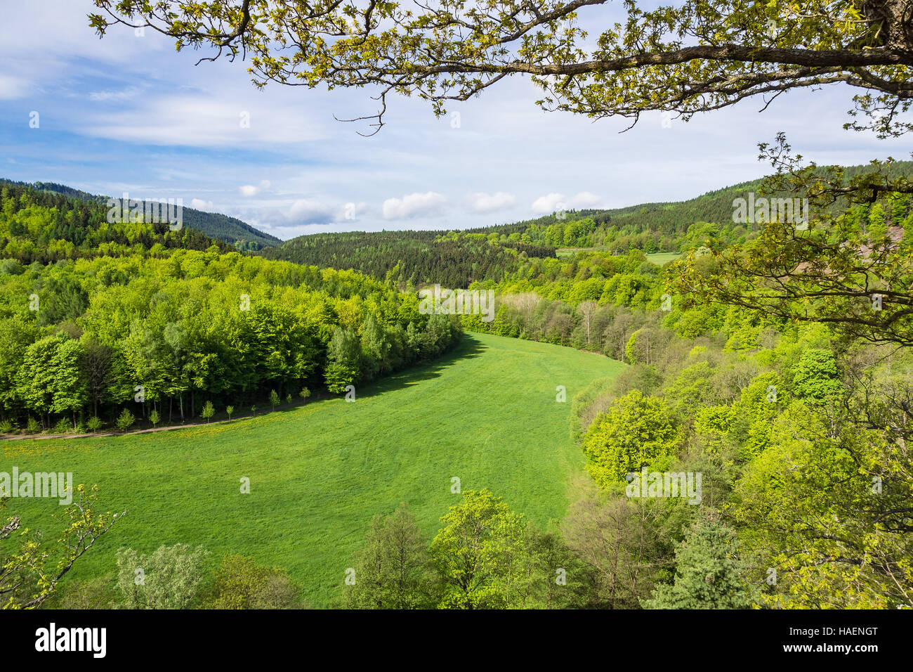 Landschaft im Thüringer Wald mit Bäumen und Wiese. Stockfoto