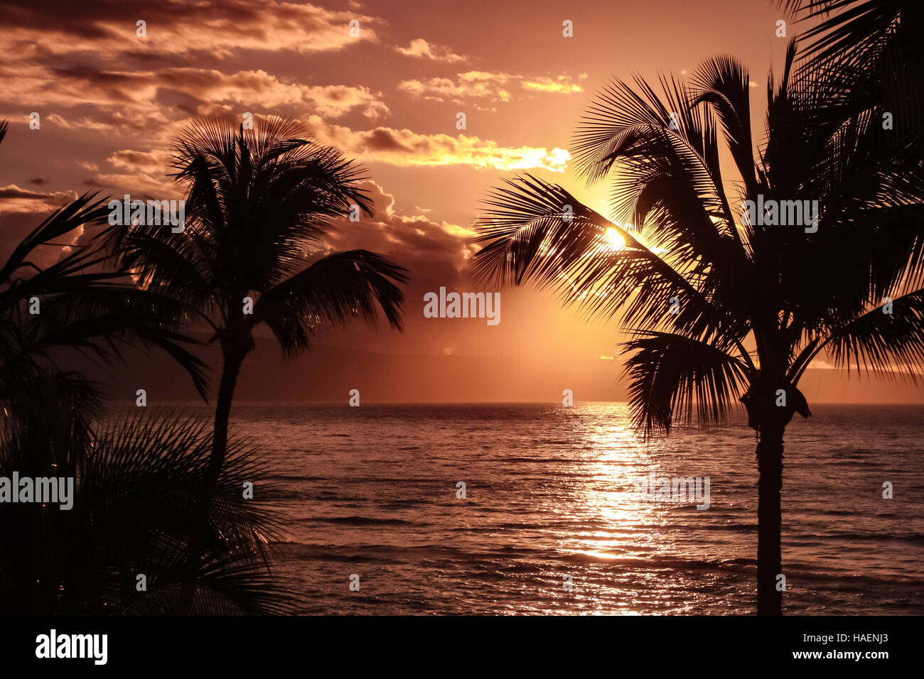 Palm Tree Silhouette gegen Sonnenuntergang Himmel und Ozean in Maui, Hawaii - mit Blick auf Insel Lanai Stockfoto