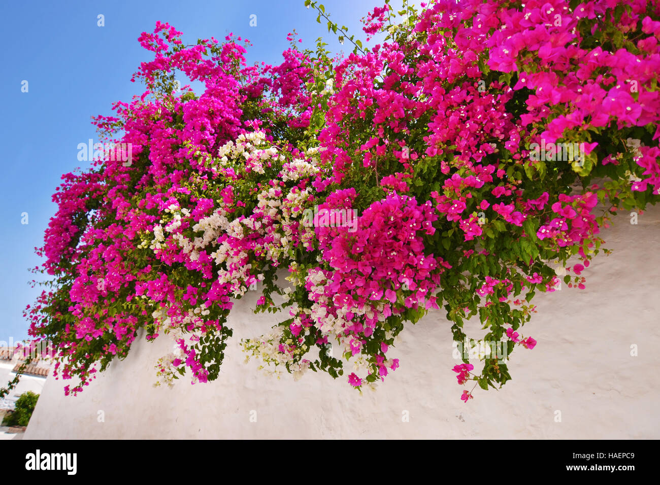 Bougainvillea Blume Sifnos Griechenland Stockfoto