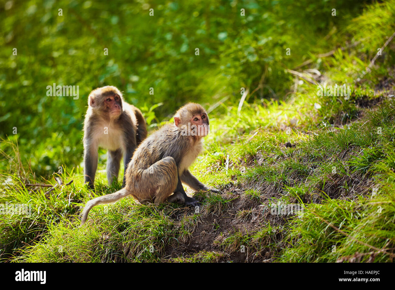 Rhesus-Makaken in Indien Stockfoto