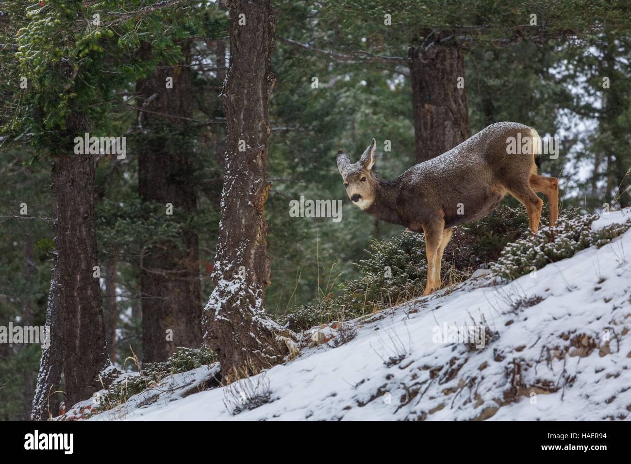 WESTKANADA IM WINTER, NORDAMERIKA Stockfoto