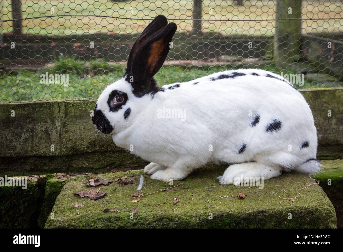 TIERHALTUNG IN AMBAZAC, (87) HAUTE VIENNE, LIMOUSIN, FRANCEE Stockfoto