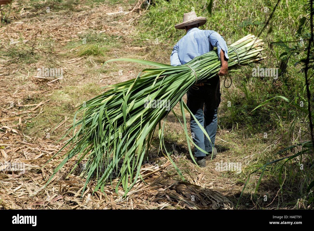RUM UND ZUCKERROHR LANDWIRTSCHAFT IN MARTINIQUE, FRANZÖSISCHE ANTILLEN ...