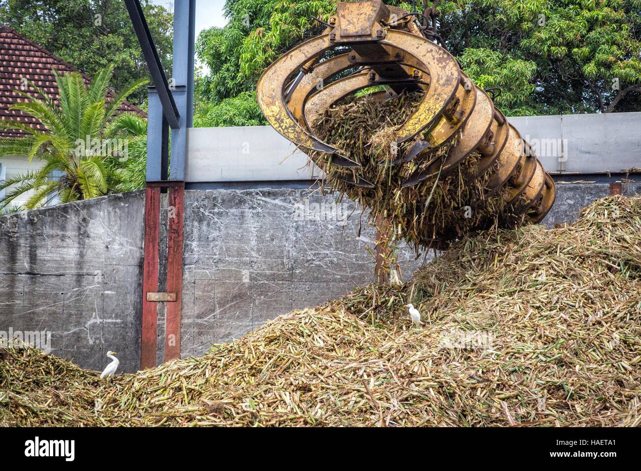 RUM UND ZUCKERROHR LANDWIRTSCHAFT IN MARTINIQUE, FRANZÖSISCHE ANTILLEN ...