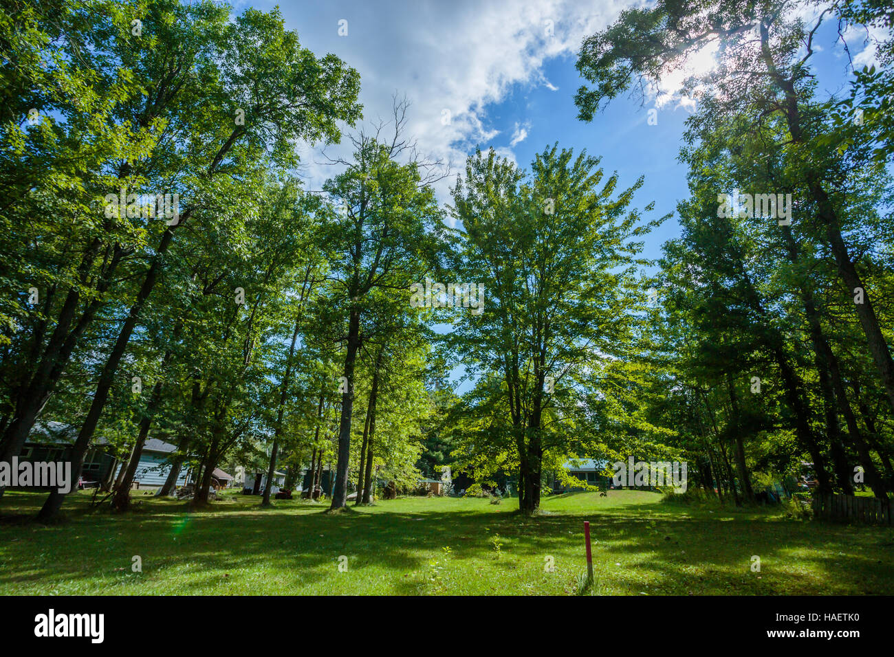 Grüne Wiese mit Bäumen im park Stockfoto