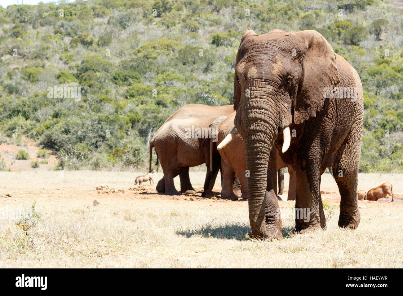 Nach einem guten Chat und Wasser trinken an der Talsperre ist der afrikanische Elefant Fuß entfernt. Stockfoto