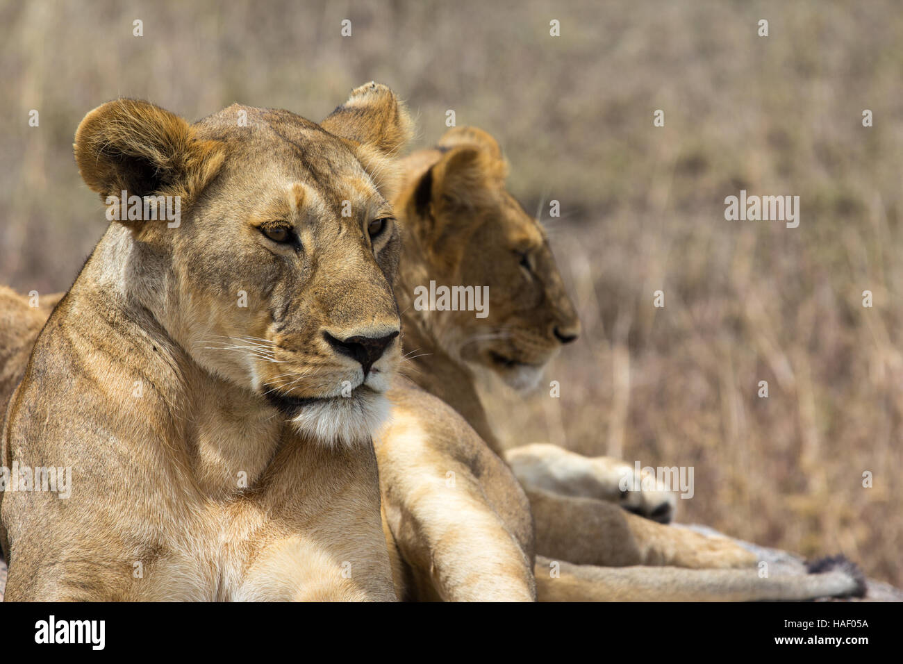 Löwen in der Serengeti, Tansania Stockfoto