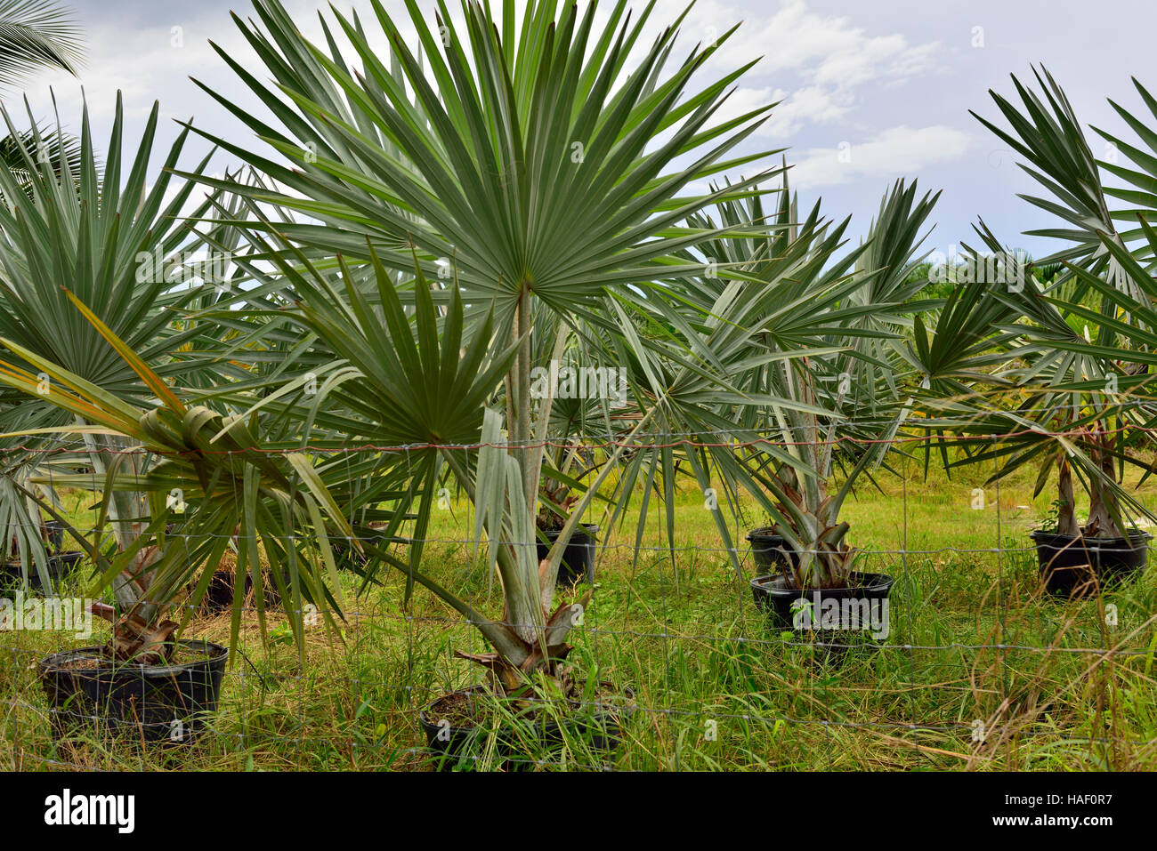 Palm-Baumschule auf Pine Island, Florida Stockfoto