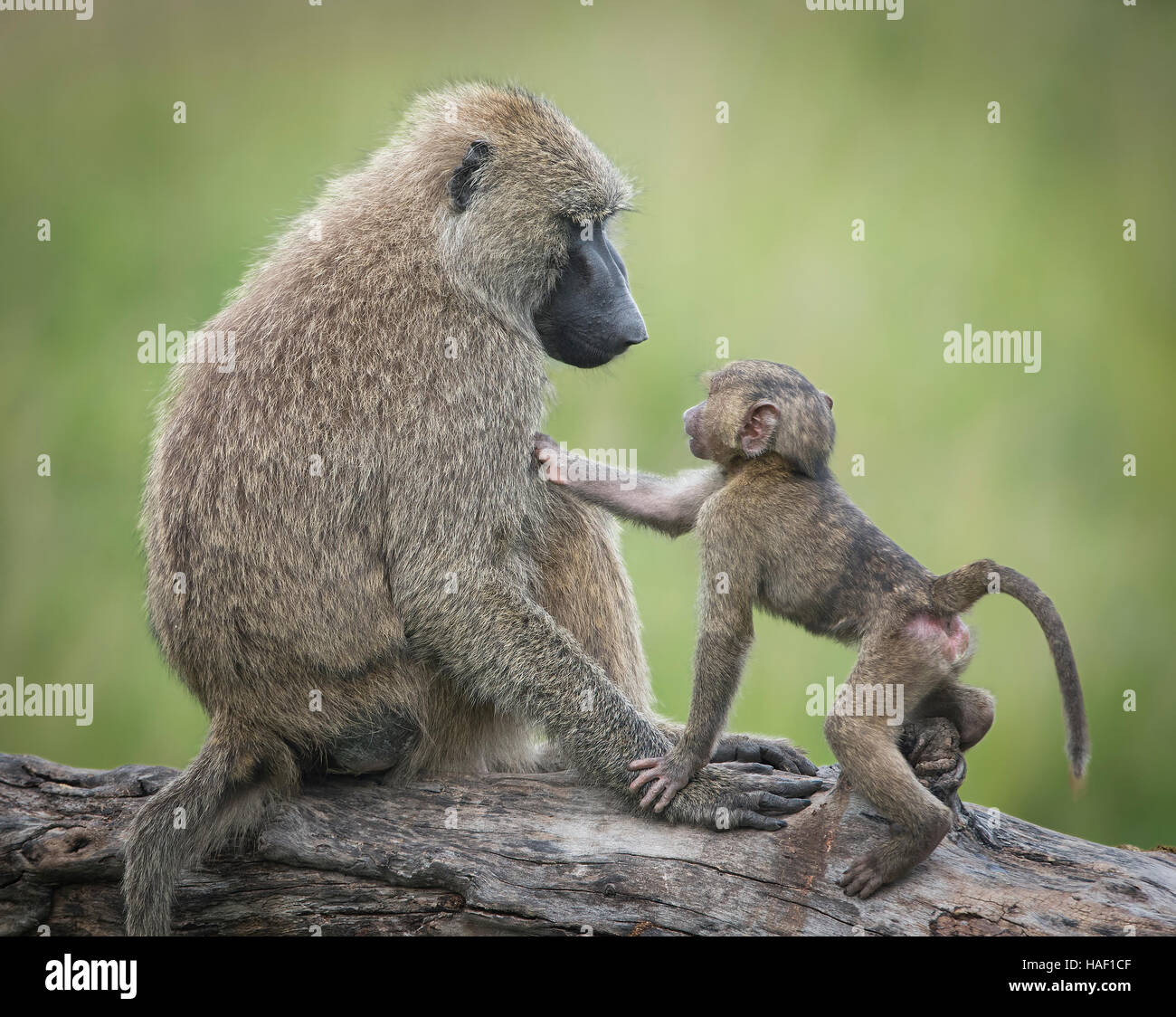 Olive Baboon, Mutter und Kind starrte in die Augen, Serengeti Nationalpark Stockfoto