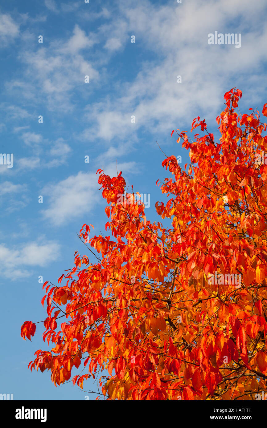 Herbstlaub vor blauem Himmel Stockfoto