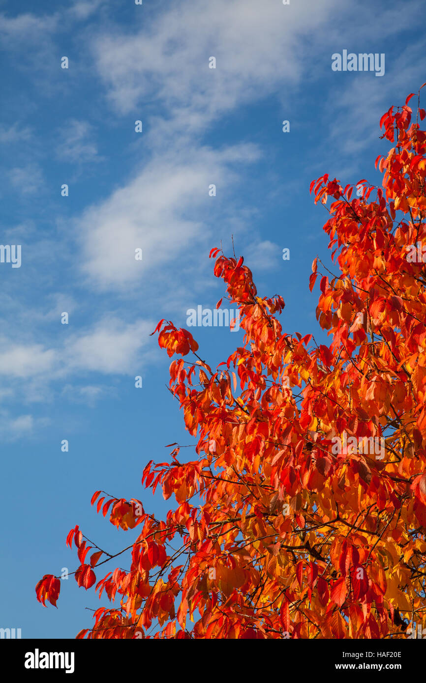 Herbstlaub vor blauem Himmel Stockfoto