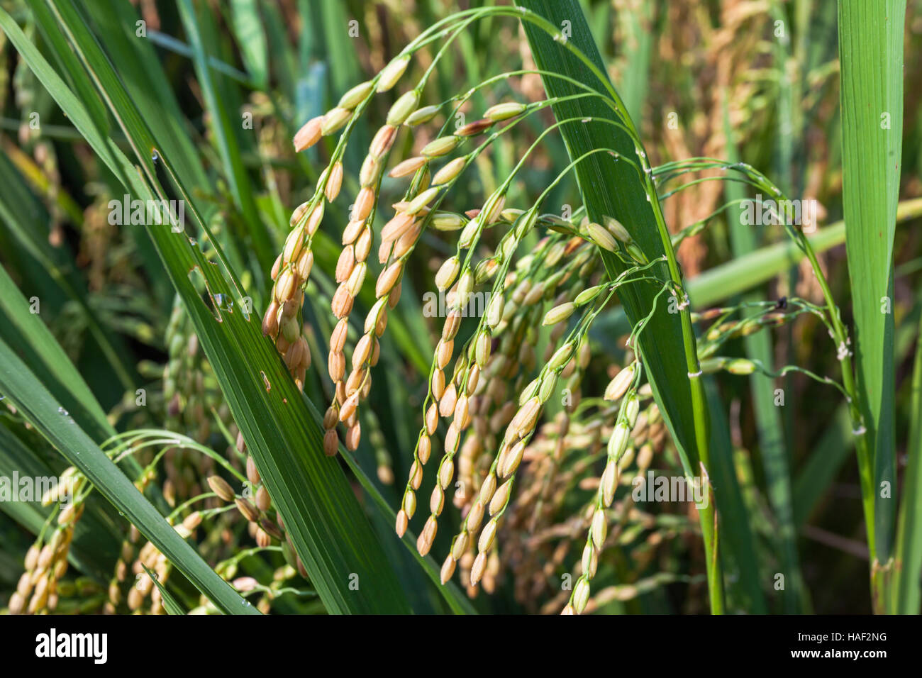 Reisanbau in eine 'Paddy' oder ein Feld kurz vor der Ernte. Kerala, Indien Stockfoto