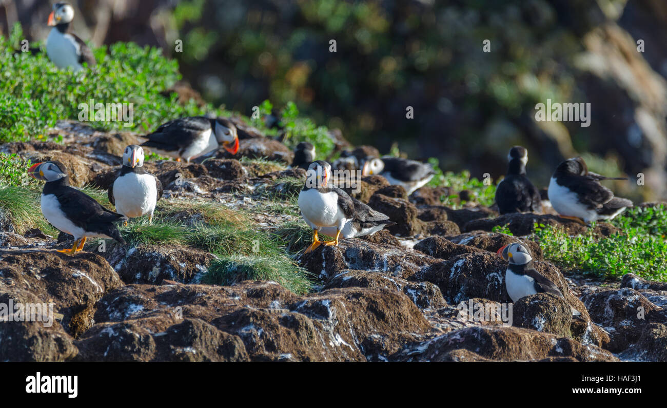 Papageitaucher (Fratercula Arctica) auf Bird Island in Elliston, Neufundland.  Paarung und die Nester und neue Papageientaucher. Stockfoto