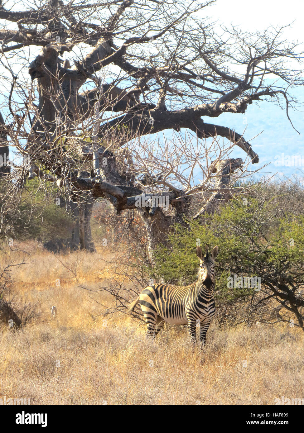 ZEBRA A Ebenen Zebra (Equus Quagga) vor einem Affenbrotbaum in Südafrika. Foto Tony Gale Stockfoto