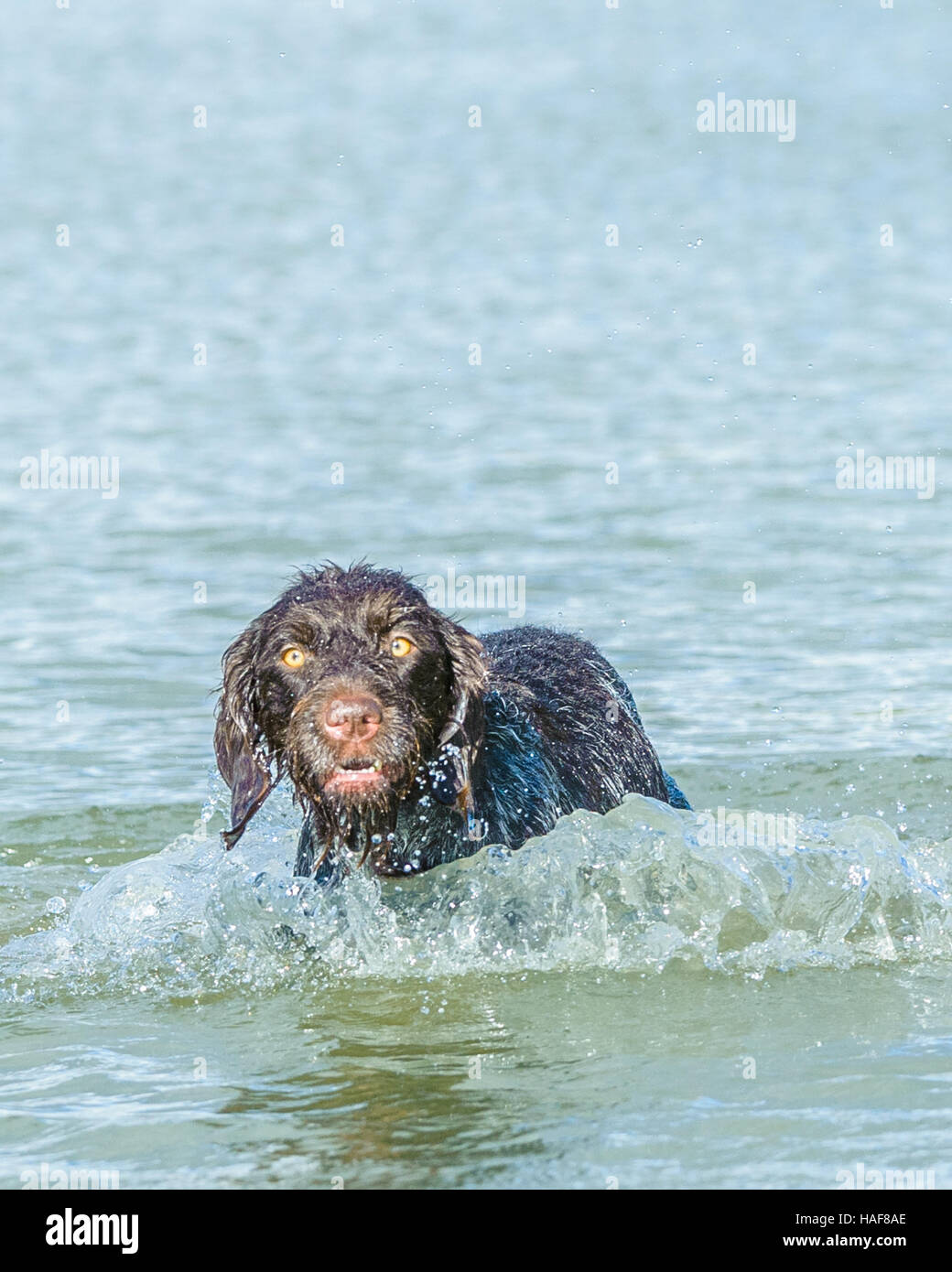 Der Cesky Fousek sehr selten Gebrauchshund Jagdhund und ideale Familienhund Stockfoto