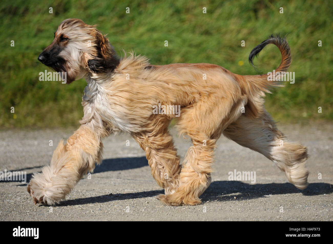 Afghanen-Welpen im Trab Stockfoto