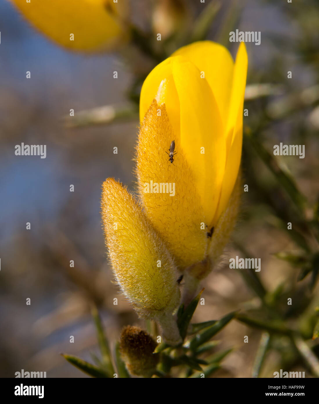 Eine Nahaufnahme einer gemeinsamen Stechginster (Ulex Europaeus) Blume. Stockfoto