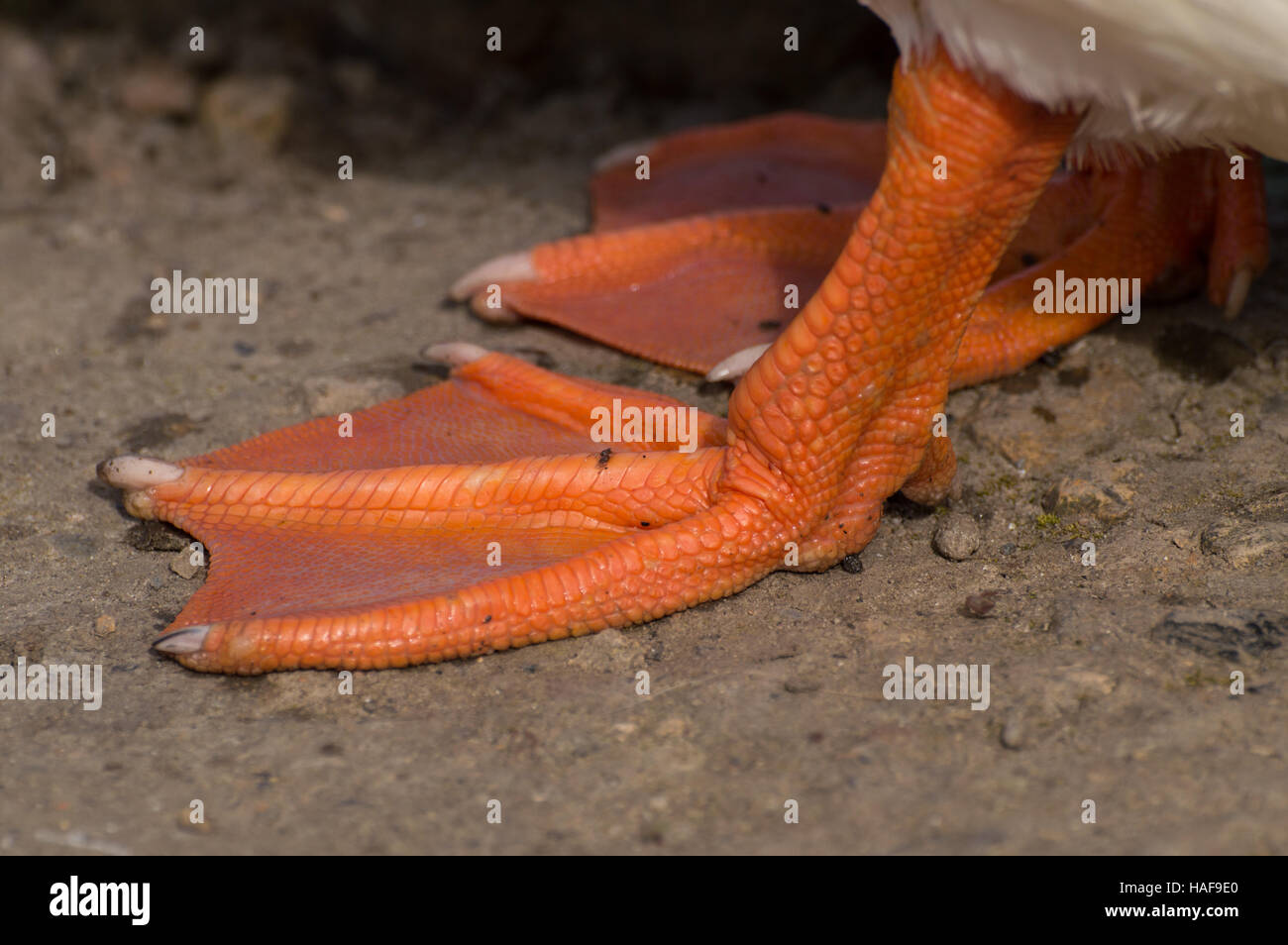 Ein close-up Stockenten (Anas Platyrhynchos) Füße. Stockfoto