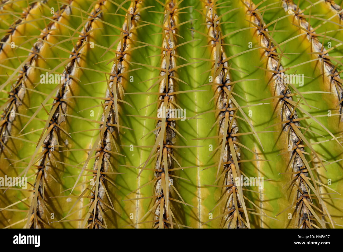 Golden Barrel Cactus Closeup - Mutter in Laws Kissen Stockfoto