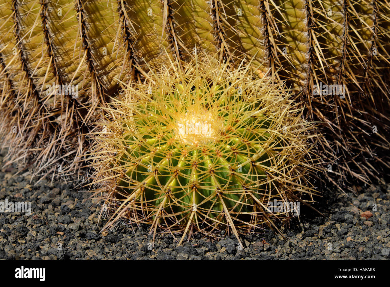 Golden Barrel Cactus Closeup - Mutter in Laws Kissen Stockfoto
