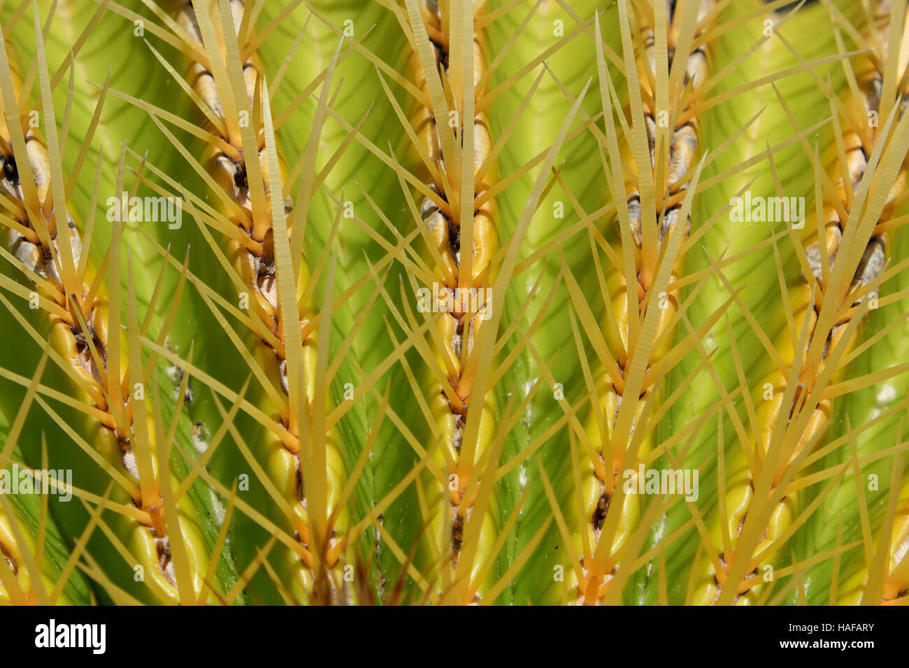 Kaktus Makro, Barrel Cactus - Mutter in Laws Kissen Stockfoto