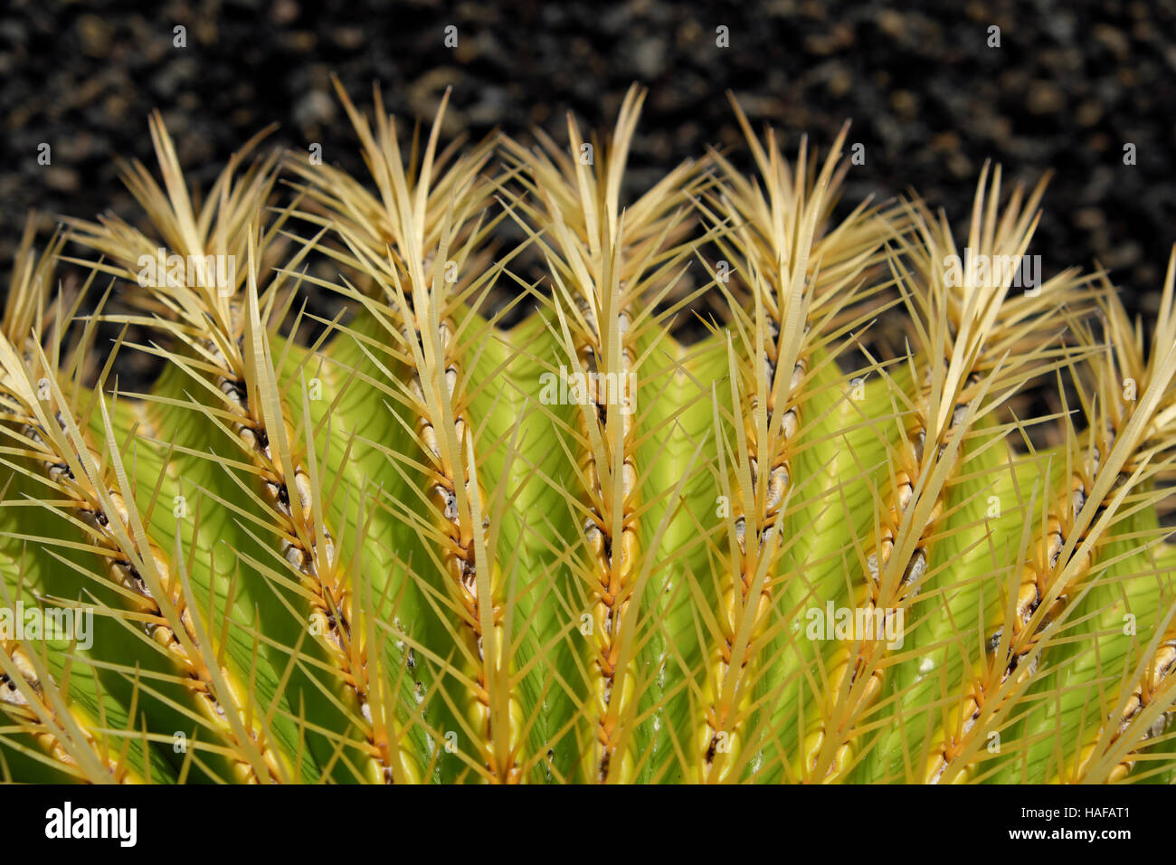 Kaktus Makro, Barrel Cactus - Mutter in Laws Kissen Stockfoto
