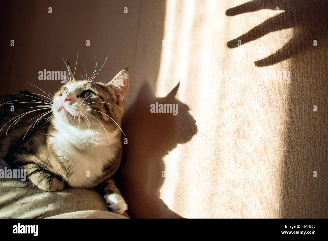Schützende Reaktion einer Katze Ansatz Hand mit Daumen nach oben. Sonnigen leichten Schlagschatten. Konzept Reflexe Katzen. Stockfoto