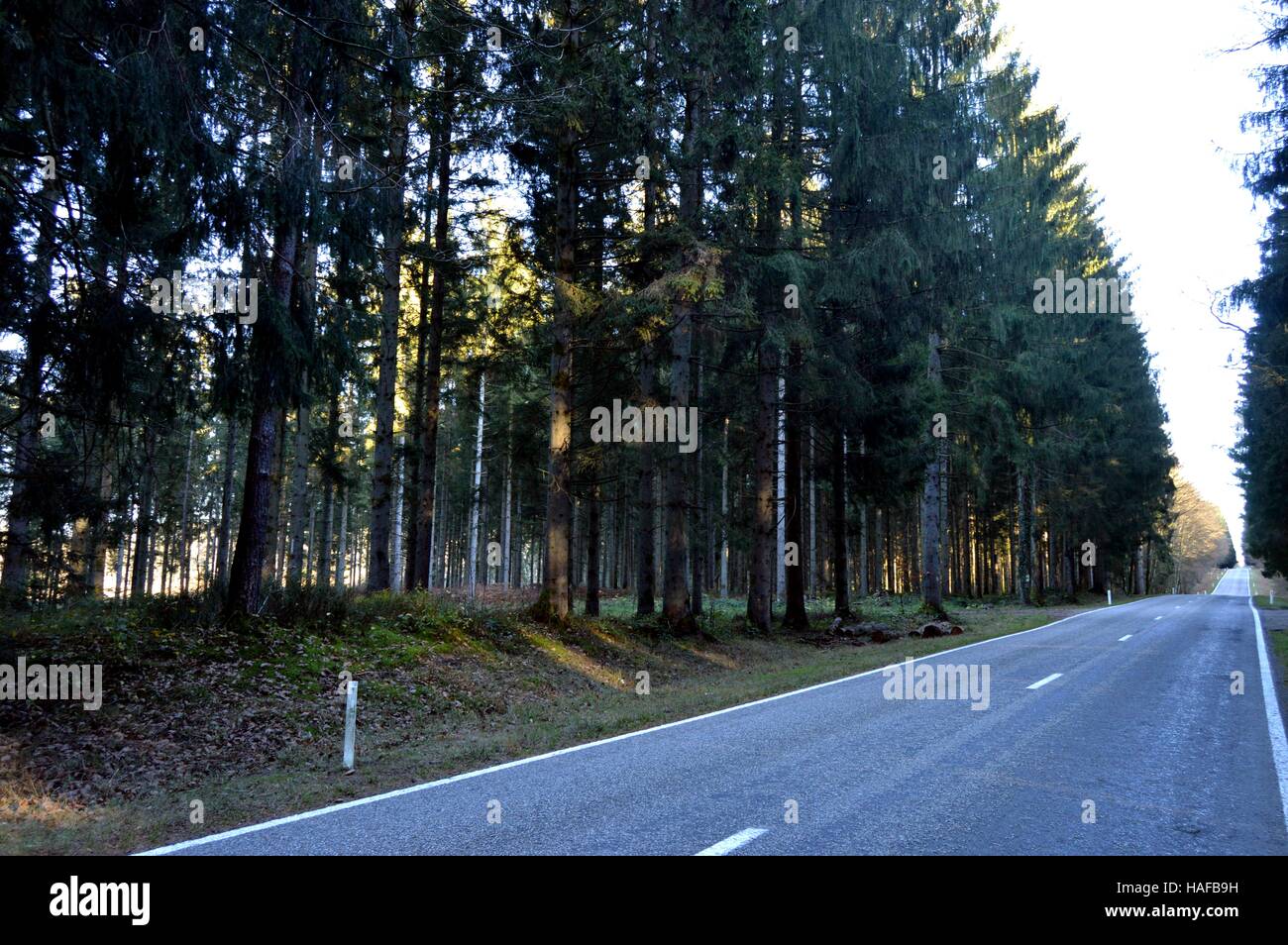 Asphaltierte Straße in einer geraden Linie überquert ein Birkenwald und Koniferen unter der sinkenden Sonne Stockfoto