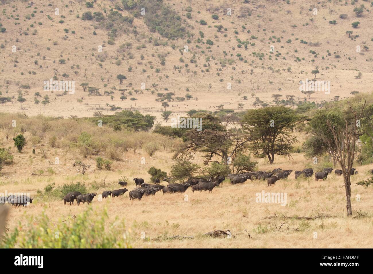Büffel-Herde in der Maasai Mara Stockfoto