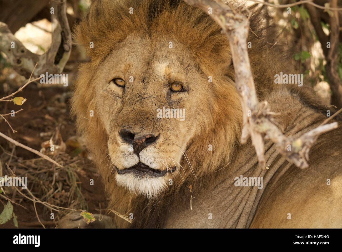 Männlicher Löwe ausruhen im Schatten Stockfoto