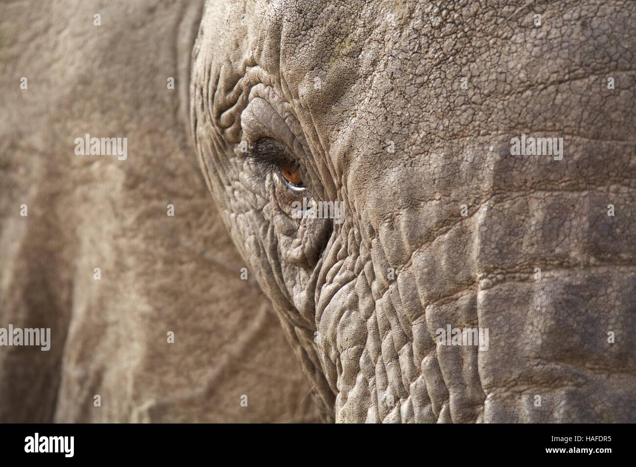 Elefanten Auge hautnah Stockfoto