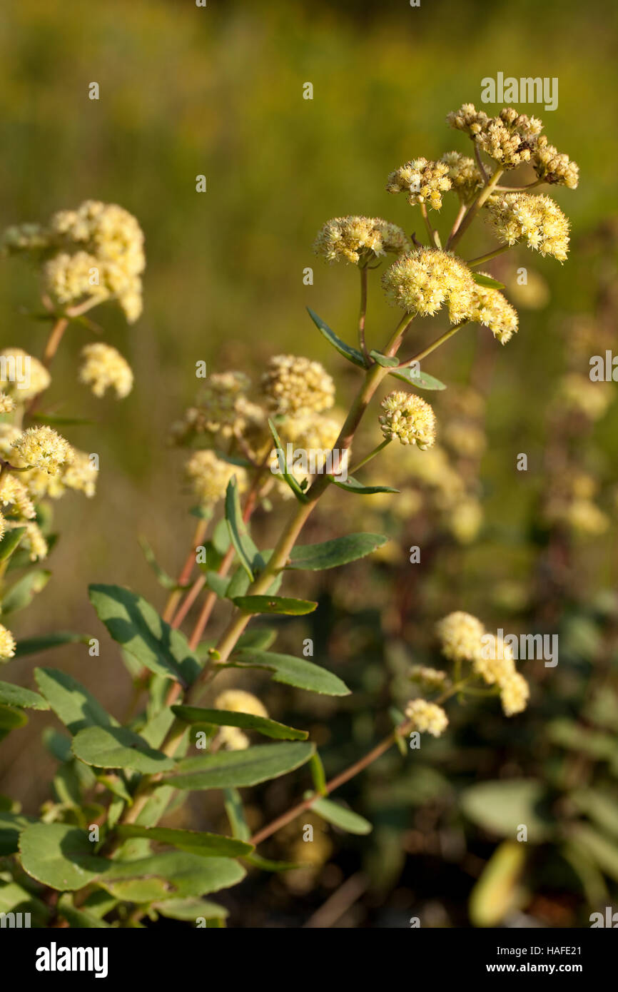 weiße Sedum große (Sedum Maximum) in der Natur Stockfoto