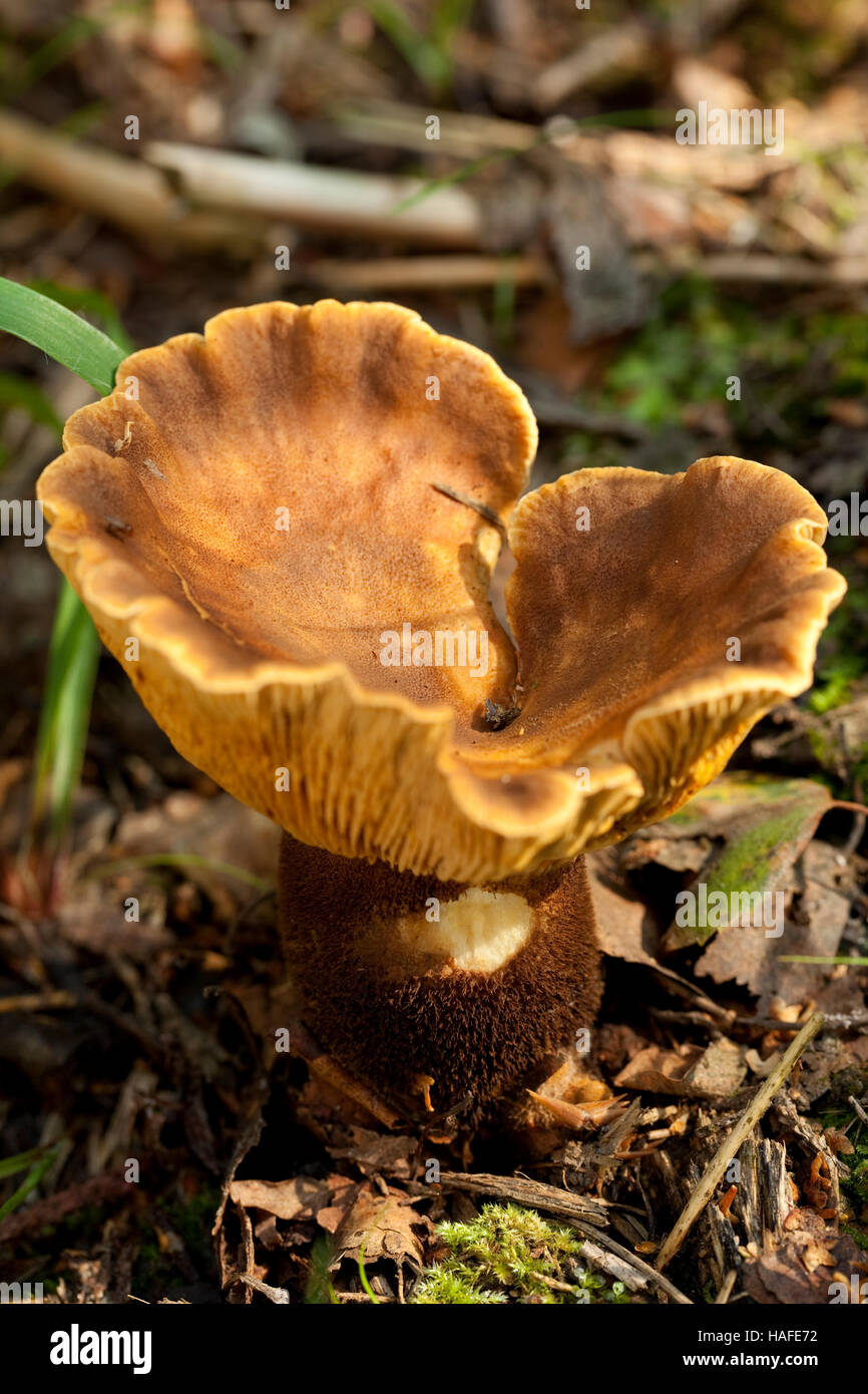 großen ungenießbar (Paxillus Atrotomentosus) im Wald Stockfoto