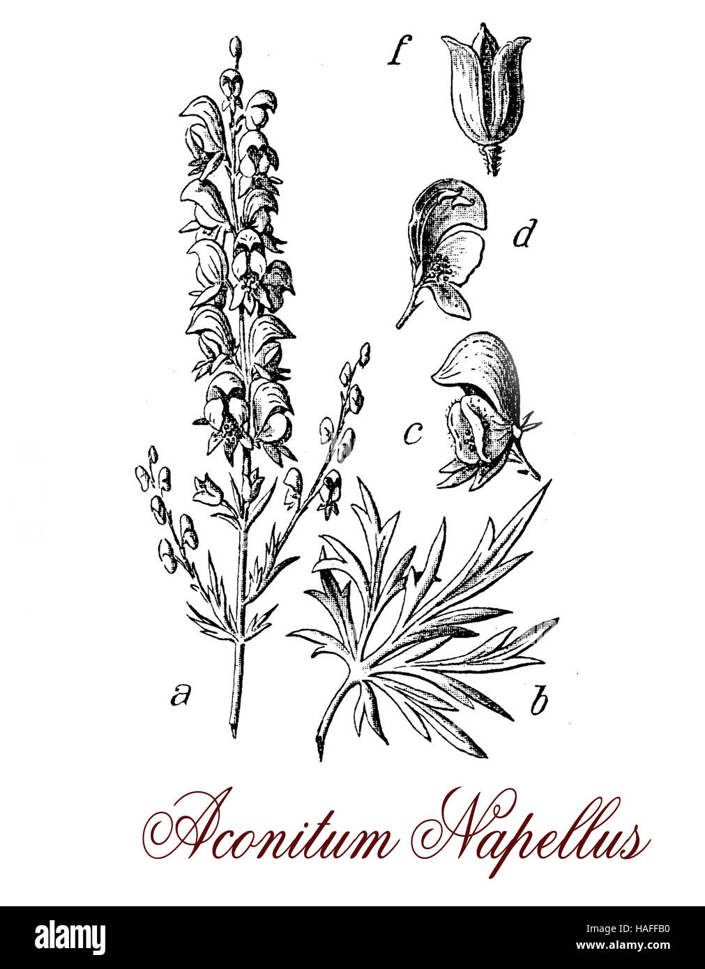 Aconitum Napellus oder des Mönchs-Haube ist eine Pflanze angebaut für die blauen lila Blüten in stacheligen Blütenständen angeordnet. Die Pflanze ist giftig, in der Antike verwendet, um kriminelle und Feinde zu beseitigen Stockfoto