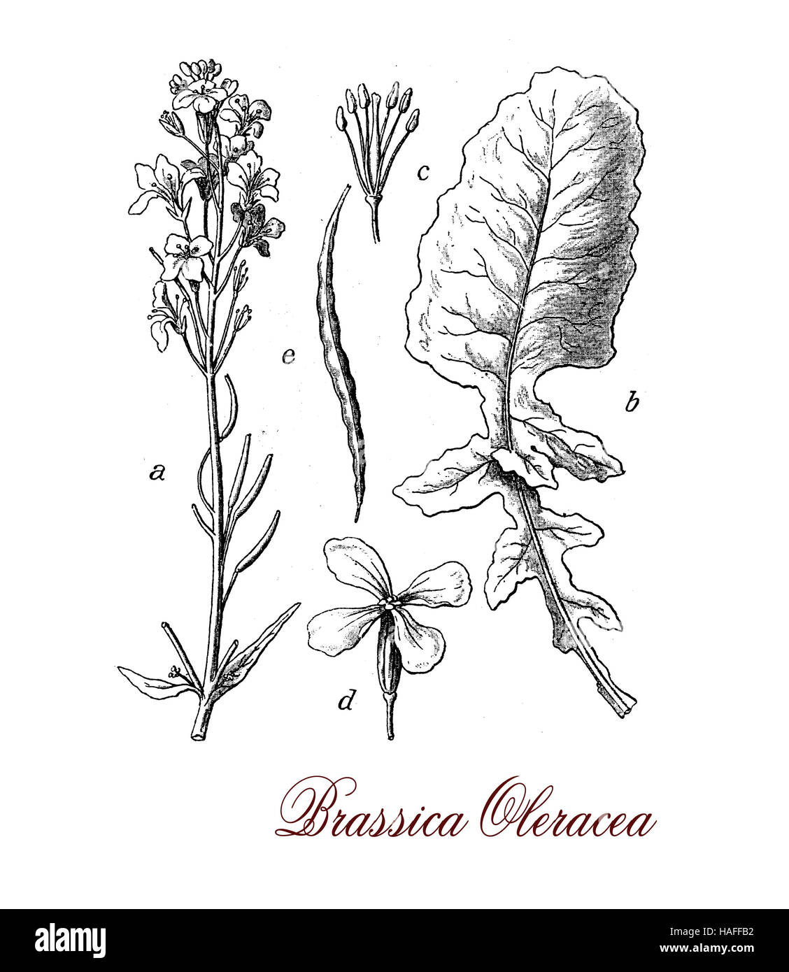 Brassica Oleracea ist eine Art von gemeinsamen Essen wie Kohl, Brokkoli, Blumenkohl, Grünkohl, Rosenkohl, Grünkohl, Savoy, Kohlrabi und Kai-lan reich an Vitamin c. Stockfoto