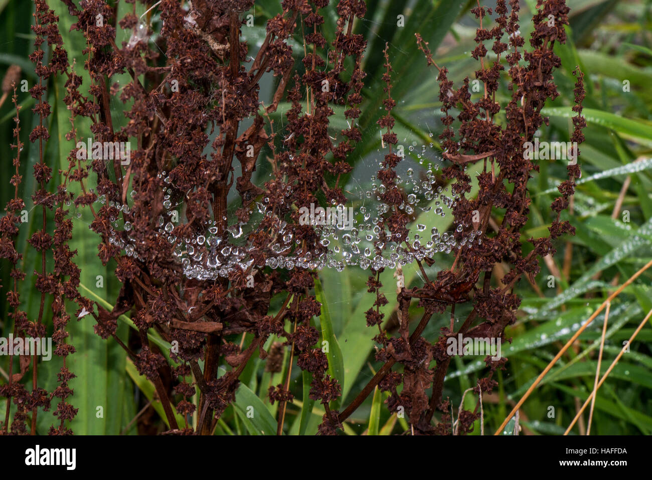 Tau auf ein Spinnen-Netz im Whisby Nature Park, in der Nähe von Lincoln, Lincolnshire, UK Stockfoto