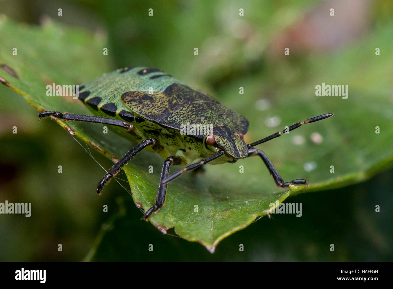 Green Shield Bug Nymphe - Palomena Prasina am Whisby Nature Park, in der Nähe von Lincoln, Lincolnshire, UK Stockfoto