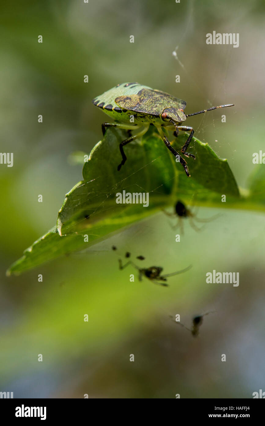 Green Shield Bug Nymphe - Palomena Prasina am Whisby Nature Park, in der Nähe von Lincoln, Lincolnshire, UK Stockfoto