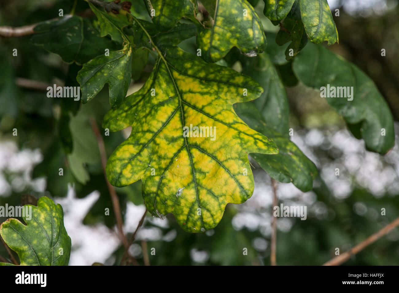Erkrankten Eiche (evtl. Eiche verwelken/Rost) innerhalb Whisby Nature Park, in der Nähe von Lincoln, Lincolnshire, UK Stockfoto