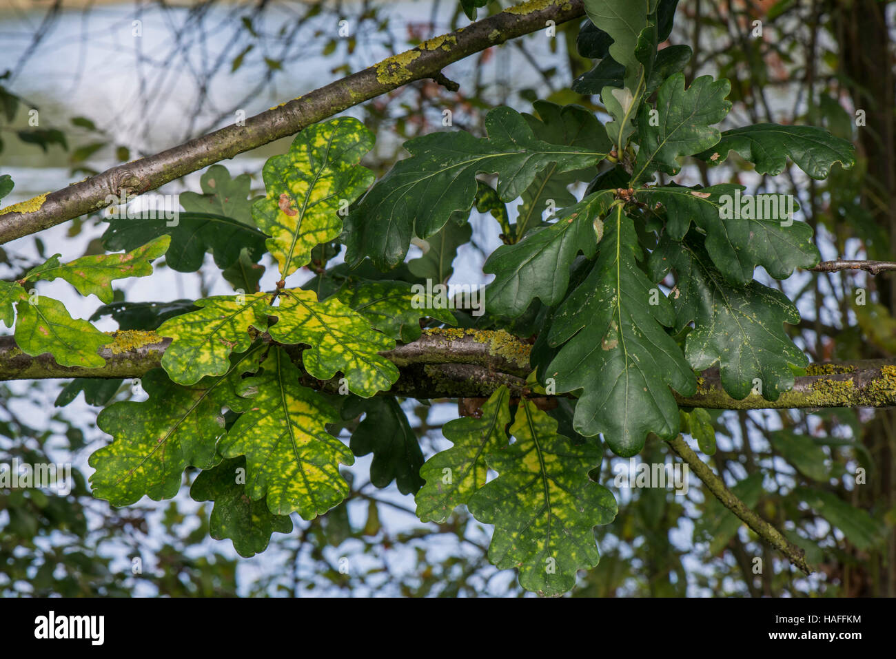 Erkrankten Eiche (evtl. Eiche verwelken/Rost) innerhalb Whisby Nature Park, in der Nähe von Lincoln, Lincolnshire, UK Stockfoto