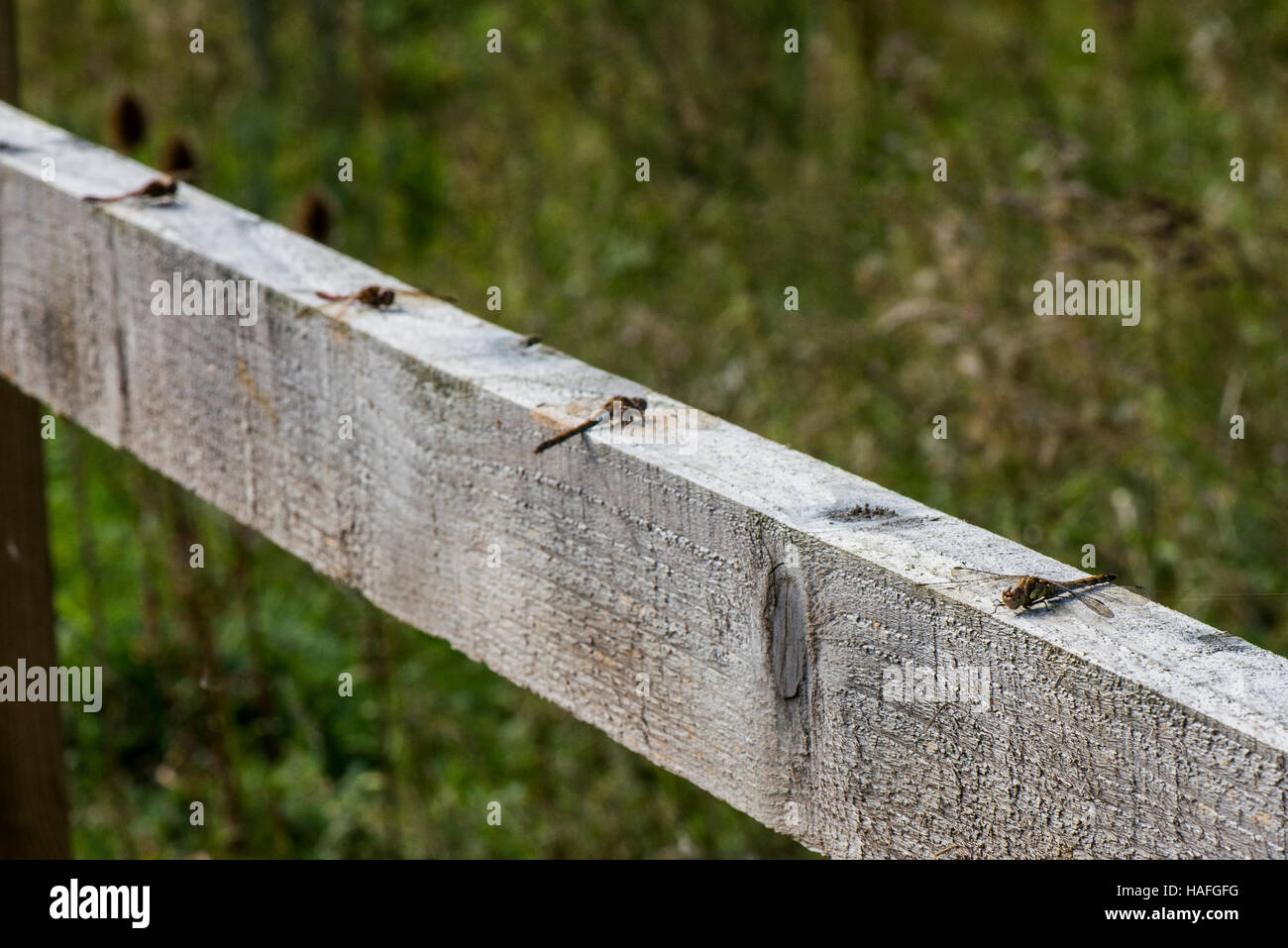 Gemeinsamen Darter Libellen - Sympetrum Striolatum bei Whisby Nature Park, in der Nähe von Lincoln, Lincolnshire, UK Stockfoto
