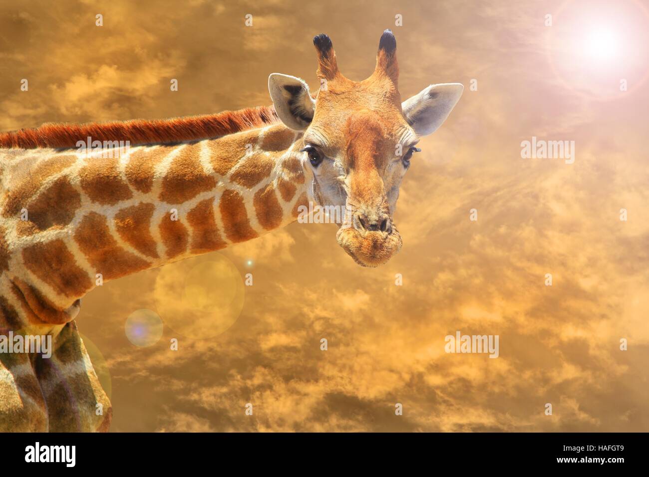 Giraffe - afrikanische Tierwelt in der Wildnis - Stockfoto